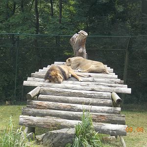 New male Asiatic Lion