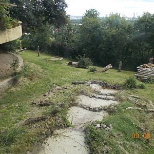 Asiatic lion enclosure