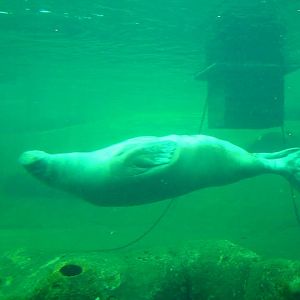 Dolfinarium Harderwijk  8.08.2013