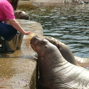 Dolfinarium Harderwijk  8.08.2012
