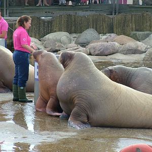 Dolfinarium Harderwijk  8.08.2013