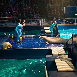 Dolfinarium Harderwijk 8.08.2012