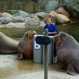 Dolfinarium Harderwijk 8.08.2013