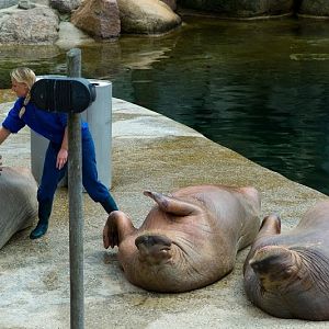 Dolfinarium Harderwijk 8.08.2013