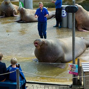 Dolfinarium Harderwijk 8.08.2013