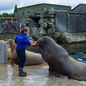 Dolfinarium Harderwijk 8.08.2013