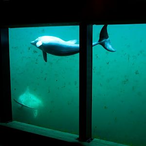 Dolfinarium Harderwijk 8.08.2013