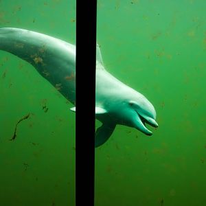 Dolfinarium Harderwijk 8.08.2013
