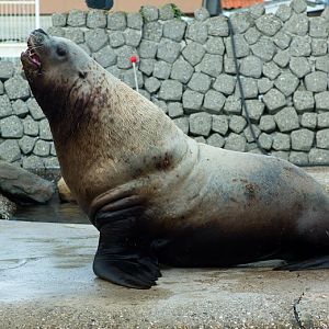 Dolfinarium Harderwijk 8.08.2013