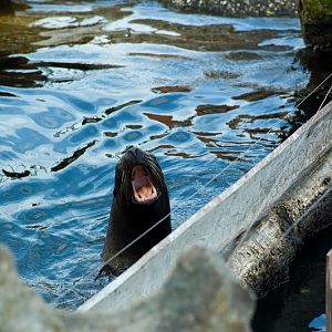 Dolfinarium Harderwijk 8.08.2013