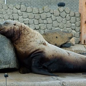 Dolfinarium Harderwijk 8.08.2013