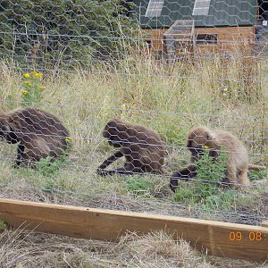Female Gelada Baboons