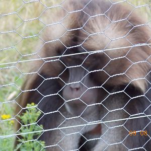 Male Gelada Baboon