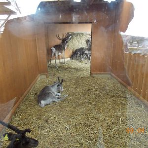 Indoor viewing of new Reindeer stable
