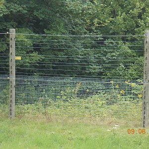 Chimpanzee fencing