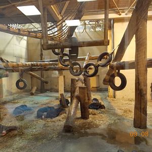 Chimpanzee indoor area
