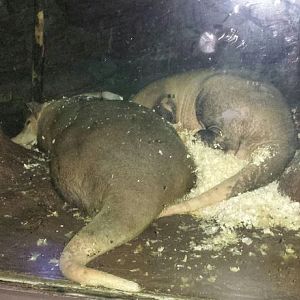 Aug. 2013 - Night Hunters - Aardvarks