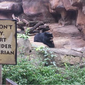 Aug. 2013 - Bear Hill - Spectacled Bear