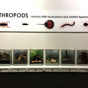 Aug. 2013 - World of the Insect - Arthropods Exhibits