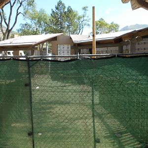 African savanna lion exhibit construction