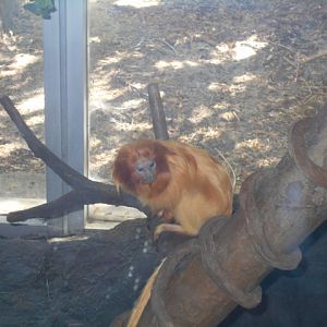 Golden lion tamarin