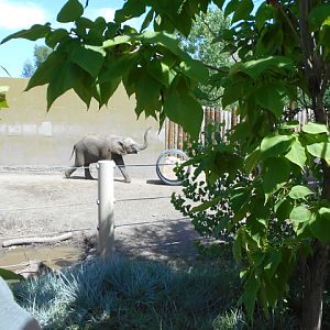 Young elephant chasing her hoop