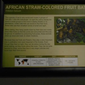 Holy African straw-colored fruit bat graphics, Batman!