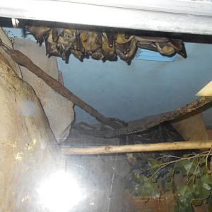 straw-colored fruit bat