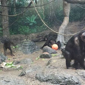 Aug. 2013 - Jungle Trails - Bonobos - Vijay + Vim + Louise