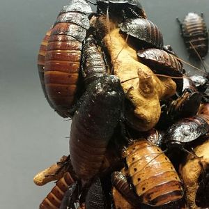 Aug. 2013 - World of the Insect - Madagascar Hissing Cockroaches