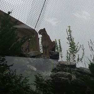 Aug. 2013 - Cat Canyon - Cougar - Joseph
