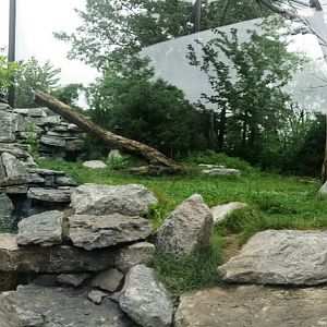 Aug. 2013 - Cat Canyon - Cougar Exhibit (Can you see him?)