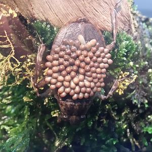 Aug. 2013 - World of the Insect - Giant Water Bug