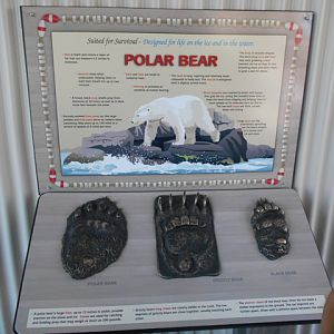 Bear feet in the park