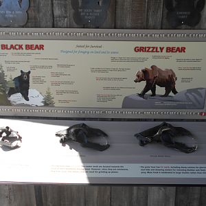 Bear skulls interpretive