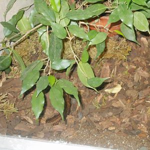 Mexican burrowing python