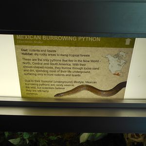 Mexican burrowing python sign