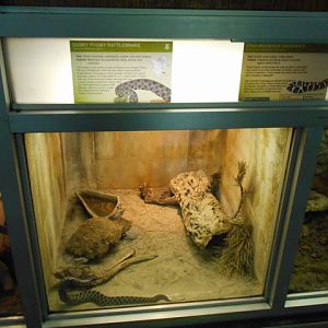 Dusky pygmy rattlesnake