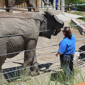 Elephant demonstration