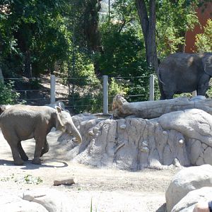 Elephant Encounter