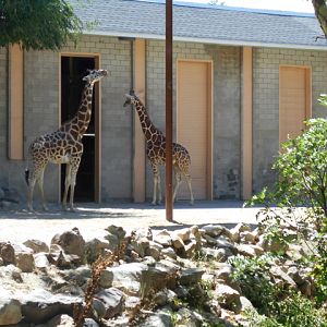Future former giraffe exhibit