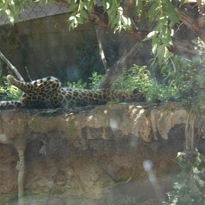 Amur leopard leg cramp
