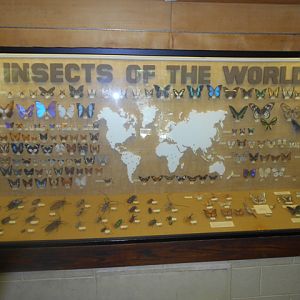 Insects of the World display in small animal house