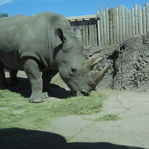 White rhino nose level