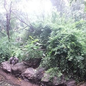 Aug. 2013 - Jungle Trails - Mueller's Gibbon Island