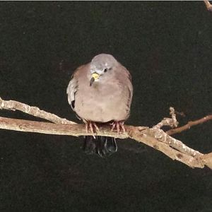 Aug. 2013 - Wings of the World - Croaking Ground Dove