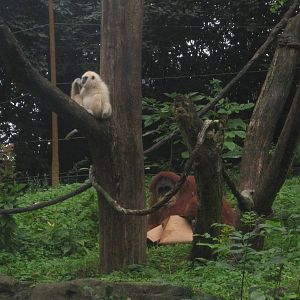 Aug. 2013 - Jungle Trails - Possum + Lana