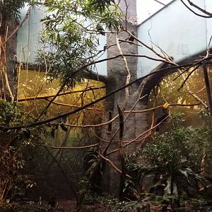 Aug. 2013 - Wings of the World - Rhinoceros Hornbill Aviary