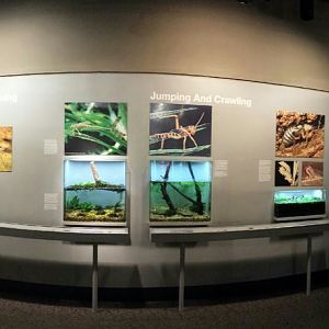 Aug. 2013 - World of the Insect - Insects in Motion + Naked Mole Rat Sectio