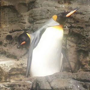 Aug. 2013 - Wings of the World - King Penguins